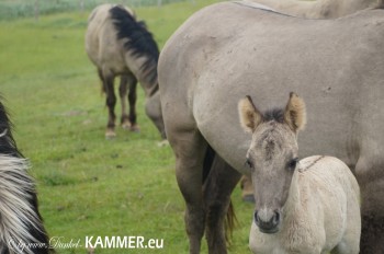 gerade geborenes Konik Folen