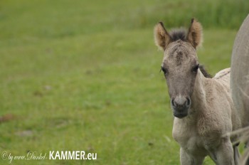 Konik Folen